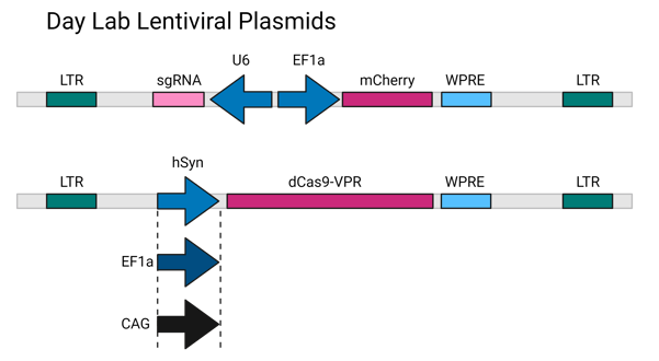 gene map of dual lentivirus system with ubiquitous expression of sgRNA and neuron specific expression of dCas9-VPR