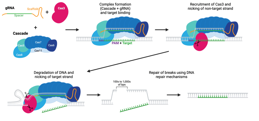 Schematic of DNA degradation by Cas3, requiring the Cas3, the Cascade complex (see text for details), and a gRNA. The Cascade complex binds to the target sequence using the gRNA and recruits Cas3. Cas3 nicks the non-target strand and begins to degrade DNA cutting the target strand nonspecifically along the way. Breaks are repaired by various DNA repair mechanisms.