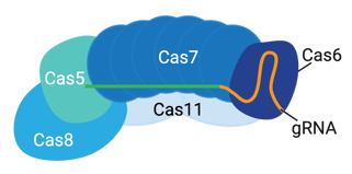 Cascade complex comprised of Cas5, Cas6, Cas7 (six subunits), Cas8. and Cas11 (two subunits). Cascade is bound to a gRNA.