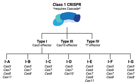 Breakdown of Class 1 CRISPR types with a focus on type I. Type I subtypes A through G Cascade components: I-A has Cas5, Cas7, Cas8, and Cas11; I-B and I-C have Cas5, Cas7, and Cas8; I-D has Cas5, Cas7, and Cas10; I-E has Cas5, Cas6, Cas7, Cas8, and Cas11; I-F and I-G have Cas5, Cas6, Cas7, and Cas8.