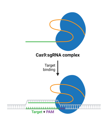 Cas9 target accessibility depends on the PAM sequence the Cas protein recognizes