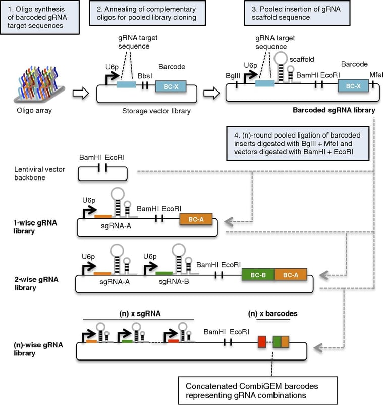 Strategy for assembling barcoded combinatorial gRNA libraries.