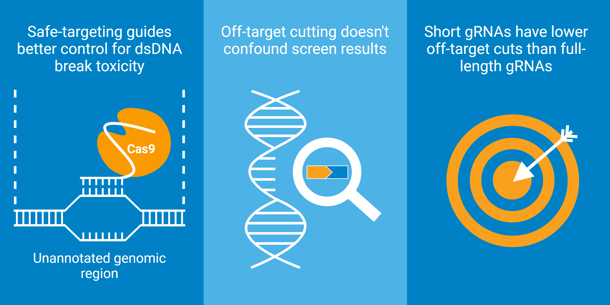 Safe-targeting guides better control for dsDNA break toxicity by targeting Cas9 to unannotated genomic regions. Off-target cutting doesn't confound screen results. Short gRNAs have lower off-target cuts than full-length gRNAs.