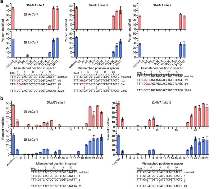 Effects of double and single base pair gRNA-target mismatches on modification by AsCpf1 or LbCpf1. Mismatched positions in the PAM sequence or near the 3' end of the guide are more tolerated than other mismatches.