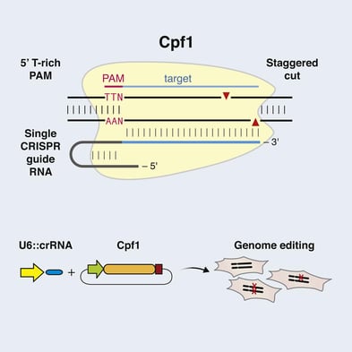 Cpf1 Cas enzyme. Cpf1 is a single RNA-guided endonuclease of a class 2 CRISPR-Cas system