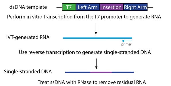 overview of ivTRT to generate an ssDNA repair template