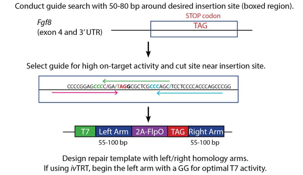 how to design a C-terminal insertion with Easi-CRISPRi