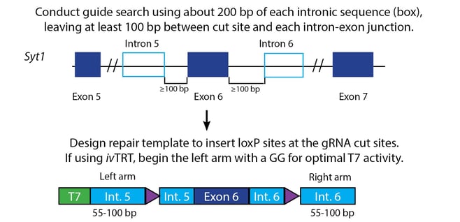 EasiCRISPR4final - Fig 4