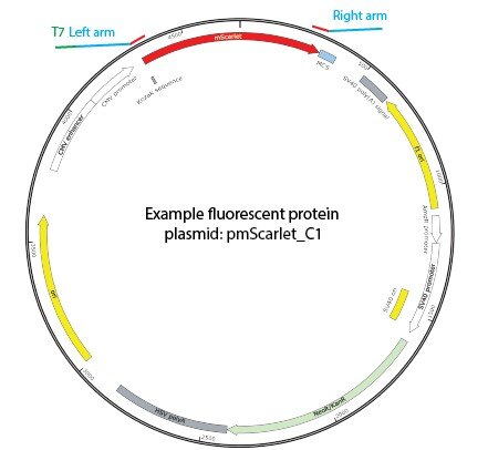 How to design Easi-CRISPR repair template with Addgene plasmids