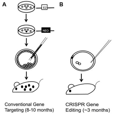 comparison between conventional gene targeting which takes 8-10 months and CRISPR gene editing which takes 3 months