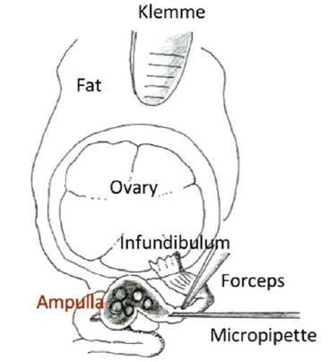 diagram of ovary and oviduct anatomy with equipment used for i-GONAD