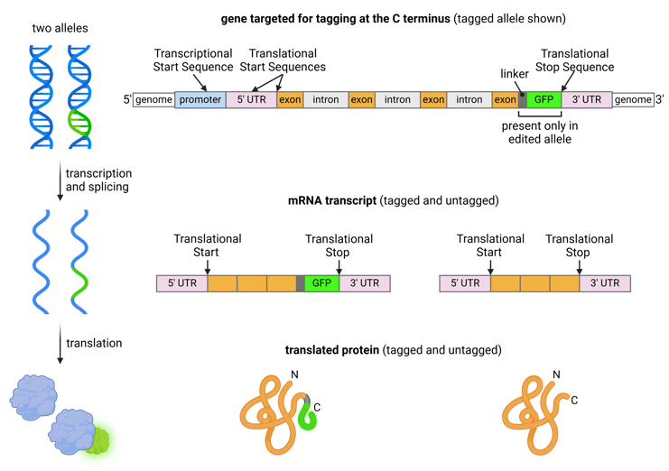 Plasmids for Endogenous Gene Tagging in Human Cells - Fig 1-min-1