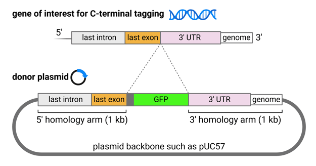 Plasmids for Endogenous Gene Tagging in Human Cells - Fig 2-min