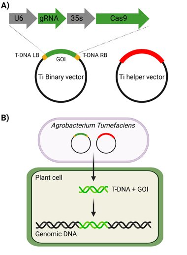 Agrobacterium mediated transformation