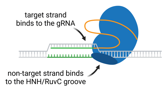 Enhancing CRISPR Targeting Specificity-min-1