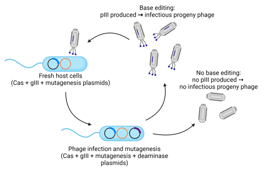 Workflow of phage-assisted evolution of base-editing activity. Fresh host cells contain Cas, mutated gIII, and mutagenesis plasmids. Phage infection delivers the deaminase plasmid. After mutagenesis, if the base editor is inactive, no pIII is produced, and the progeny phage are not infectious. If the base editor is active, however, pIII is produced and the progeny phage are infectious, allowing them to continue propagating.