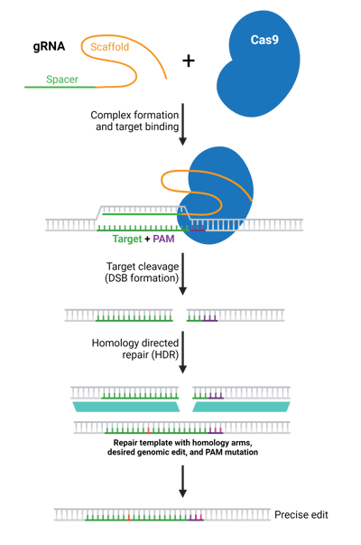 A schematic of HDR. A gRNA containing a spacer and a scaffold forms a complex with Cas9 and binds to a target at the PAM site. The target is cleaved and a DSB is formed. HDR occurs using a repair template with homology arms, desired genomic edit, and PAM mutation. These steps lead to a precise edit.