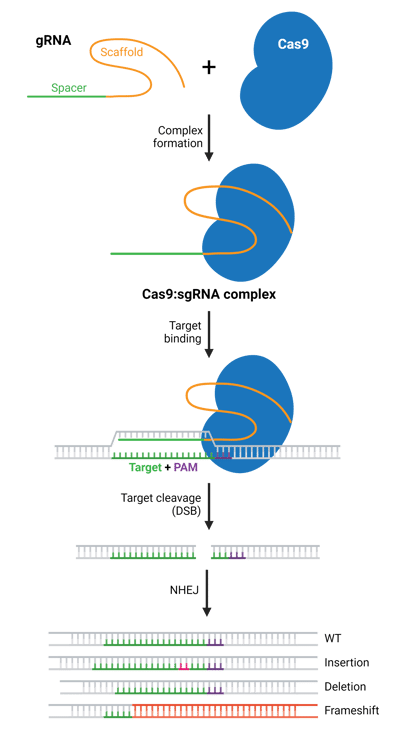 Schematic depicting the NHEJ repair pathway to generate a CRISPR knockout. Image shows complex formation of the gRNA and Cas9, target binding, DSB formation (target cleavage), and DNA repair. Repair of the break by NHEJ joins the ends together with minimal processing and results in insertions, deletions, or frameshift mutations which can lead to the loss of gene functionality.