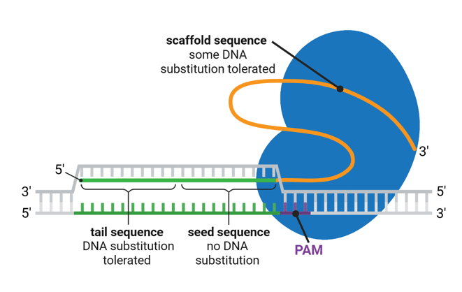 A cartoon showing a simplified Cas9 and gRNA binding to DNA. The 3’ end of the gRNA is the scaffold sequence, bound by Cas9, where some DNA substitution is tolerated. The 20 bases on the 5’ end of the gRNA are the spacer sequence, which hybridizes with the genomic DNA, base pairing to the target strand.   The non-target strand of genomic DNA includes the same sequence as the spacer. The PAM consists of the three bases immediately 3’ of this spacer-matching sequence.  Within the gRNA spacer, the 3’ half is the seed sequence, where no DNA substitution is tolerated. The 5’ half, also the 5’ end of the entire gRNA, is the tail sequence, where DNA substitution is tolerated. 