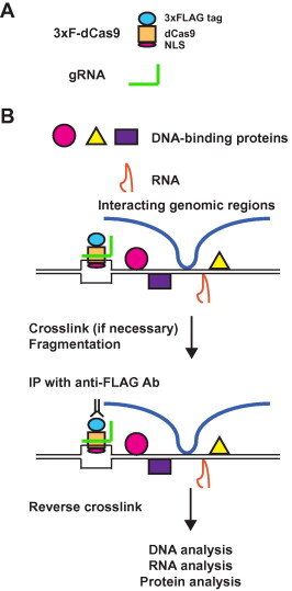 enChIP CRISPR genomic purification schematic