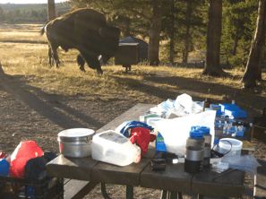 bison wanders into campsite leave samples behind