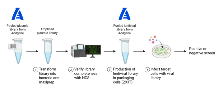 A flowchart showing the steps to prepare a pooled library for lentiviral screening. Two Addgene logos indicate entry points where materials can be ordered from Addgene. The chart starts with a pooled plasmid library from Addgene. Step 1: transform library into bacteria and maxiprep, yielding an amplified plasmid library. Step 2: verify library completeness with NGS. Step 3: production of lentiviral library in packaging cells (293T). Alternatively, obtain a pooled lentiviral library from Addgene to skip to this step. Step 4: Infect target cells with viral library. From there, proceed to a positive or negative screen.