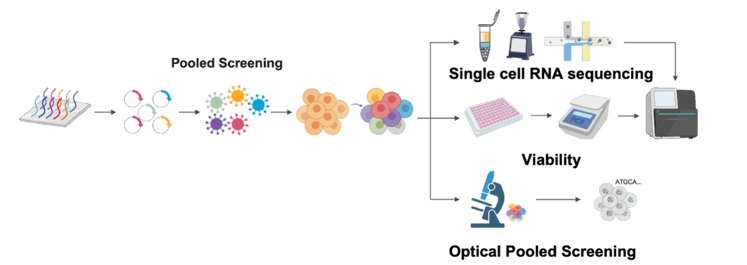 A cartoon flowchart showing pooled screening approaches. Pooled screening leads to three screening approaches: single-cell RNA sequencing, viability, and optical pooled screening. Each step is represented by cartoon icons.