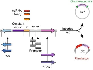 Mobile CRISPRi modular components