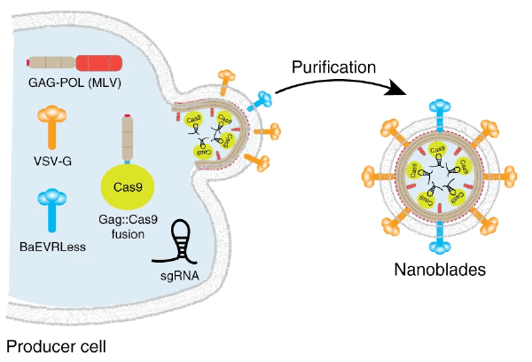 Nanoblade formation in 293T cells