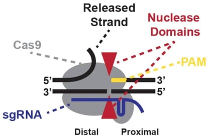Cas9 binding to the cleaved DNA duplex