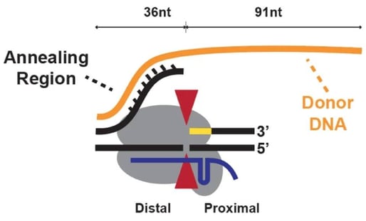 single stranded donor DNA interaction with the Cas9-DNA duplex