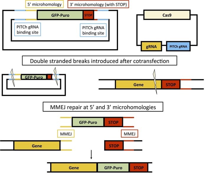 Using PITCH for gene editing