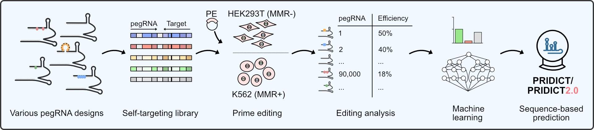 Graphic showing various pegRNA designs leading to a self-targeting library, then PE is added in to HEK293T cells (MMR-) and K562 (MMR+) cells labeled Prime editing, leading to editing analysis, leading to machine learning, and ending in PRIDICT/PRIDICT2.0, labelled as sequenced-based prediction.