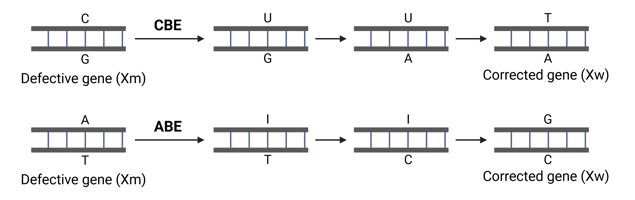 transition mutations installed by cytosine base editors versus adenine base editors