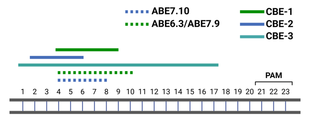 Activity windows of plant base editors. Bases 21-23 are indicated as the PAM. ABE7.10 acts from bases 4 through 8. ABE6.3/ABE7.9 act from bases 4 through 10. CBE-1 acts from bases 4 through 9. CBE-2 acts from bases 2 through 6. CBE-3 acts from bases 1 through 17.