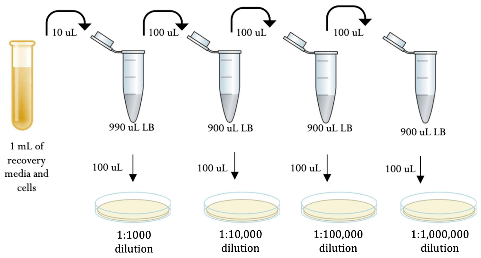 A schematic showing an example of a serial dilution. 10uL is used from an initial 1mL recovery and diluted into 990uL of LB. 100uL of this first dilution is plated for a 1:1000 dilution. 100uL from this first dilution are then diluted into another 900uL. 100uL of the second dilution is plated for a 1:10,000 dilution. This process is repeated twice more for 1:100,000 and 1:1,000,000 dilutions