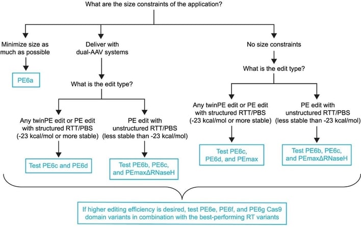 A decision tree for selecting a PE6 variant. A series of questions guides the viewer to the appropriate variant for their application.   Question 1 asks, what are the size constraints of the application? To minimize size as much as possible, PE6a is recommended.   Question 1 also has response options for delivery with dual-AAV systems or no size constraints, but the final result also depends on the answer to Question 2.   Question 2 asks, what is the edit type? The responses distinguish between edits with RNA structure in the reverse transcriptase template or primer binding site, defined as -23 kcal/mol or more stable, and those without RNA structure, defined as less stable than -23 kcal/mol.  To deliver with dual-AAV systems, and for an edit type with a structured RNA or any twinPE edit, PE6c and PE6d are recommended for testing.   To deliver with dual-AAV systems, and for an edit type with an unstructured RNA, PE6b, PE6c, and PEmaxΔRNAseH are recommended for testing.   If there are no size constraints, and for an edit type with a structured RNA or any twinPE edit, PE6c, PE6d, and PEmax are recommended for testing.   If there are no size constraints, and for an edit type with an unstructured RNA, PE6b, PE6c, and PEmaxΔRNAseH are recommended for testing.   In all cases, if higher editing efficiency is desired, it is recommended to test PE6e, PE6f, and PE6g Cas9 domain variants in combination with the best-performing reverse transcriptase variants.