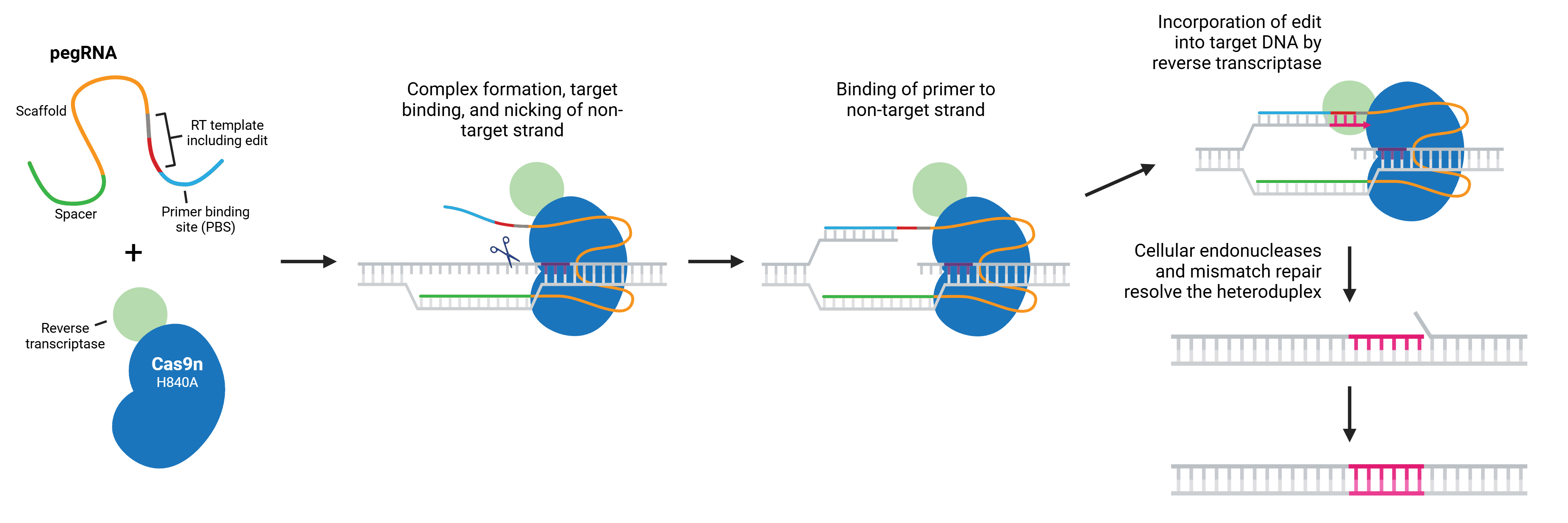 CRISPR prime editing schematic. The parts of the prime editor and pegRNA are indicated. The prime editor consists of a Cas9n H840A nickase fused to a reverse transcriptase (RT), while the pegRNA includes spacer, scaffold, RT template, and primer binding site (PBS) sequences. The desired edit is part of the RT template. In the first step, these components form a complex, bind target DNA, and nick the Cas9 non-target strand. Next, the primer sequence binds the freed non-target strand, with the PBS hybridizing with genomic DNA. The RT extends the nicked strand using the RT template, incorporating the edit into target DNA. Finally, the DNA is freed from the prime editing complex, and cellular endonucleases and mismatch repair resolve the heteroduplex. 