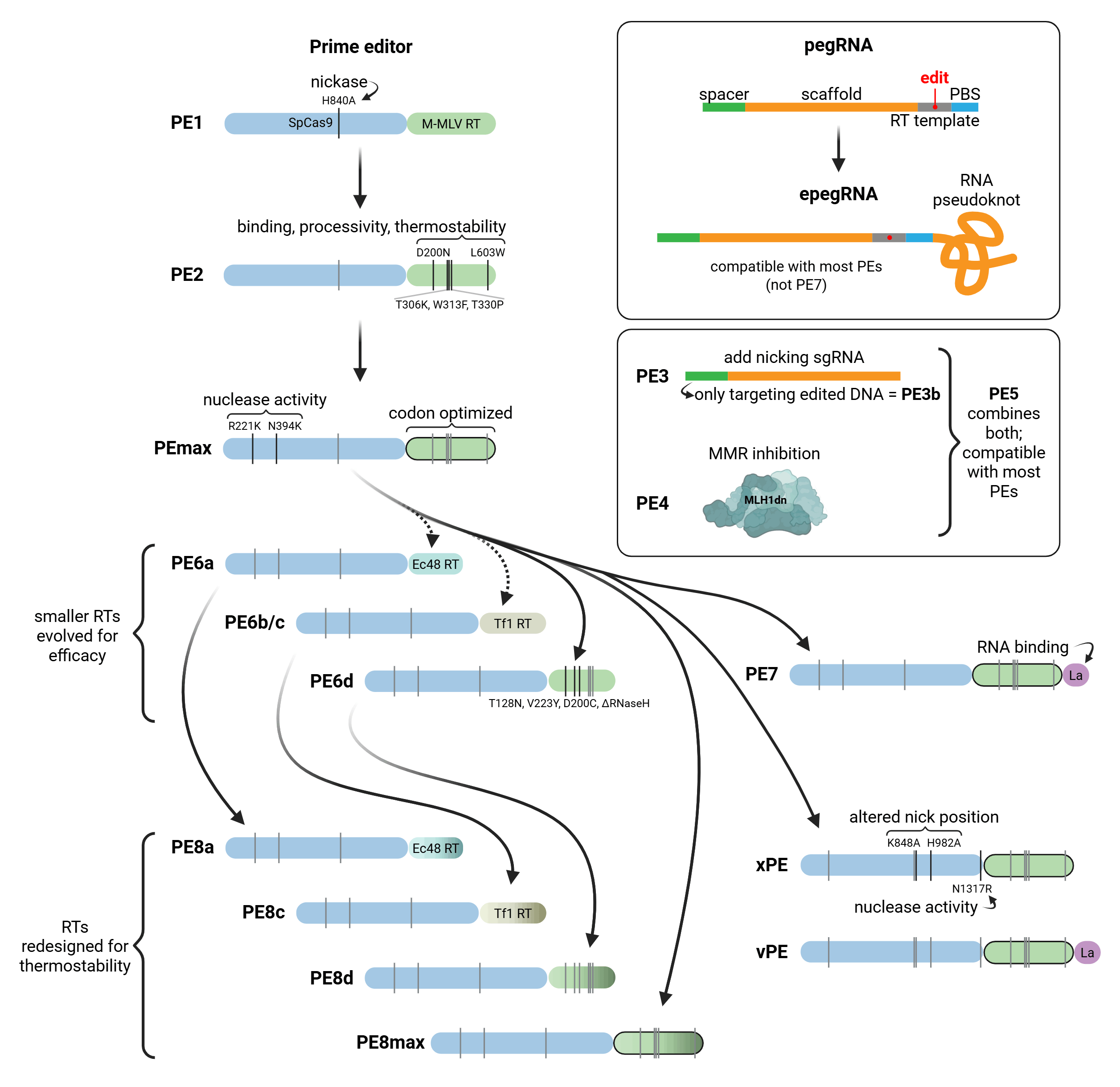 A diagram showing the lineage of prime editors. Note that similar information is presented in a table below. A large flowchart details the relationships between prime editing proteins. Two boxes distinguish other elements of prime editors: pegRNA, nicking sgRNA, and MMR inhibitor proteins.  The prime editor flowchart starts with PE1, consisting of an SpCas9 nickase and M-MLV RT.  PE2 is derived from PE1 with 5 additional mutations in the RT domain for binding, processivity, and thermostability.  PEmax is derived from PE2, with a codon-optimized RT domain and two additional mutations in Cas9n for nuclease activity.  PE6a, PE6b, PE6c, and PE6d all include the Cas9n from PEmax with different RT domains, all evolved for improved efficiency. PE6a uses the Ec48 RT; PE6b and PE6c both use the Tf1 RT; and PE6d uses the M-MLV RT seen in previous PEs.  PE7 is derived from PEmax with the RNA binding protein La fused to the RT domain.  PE8a, PE8c, and PE8d are derived from the analogous PE6 variants, while PE8max is derived from PEmax. All include RT domains redesigned for thermostability.  xPE and vPE are derived from PEmax. They include two new mutations that alter the Cas9n nick position, as well as one additional and one removed mutation to for nuclease activity. vPE includes the protein La fused to the RT domain, while xPE does not.  In a box, pegRNA is shown with spacer, scaffold, RT template, and PBS elements. The intended edit is shown in the RT template. An arrow indicates the development of epegRNA, which has an RNA pseudoknot appended to the PBS. epegRNAs are compatible with most PEs, but not PE7.  Another box shows PE3, PE4, and PE5 approaches. PE3 adds a nicking sgRNA. In PE3b, the spacer of the nicking sgRNA only targets prime edited DNA. PE4 adds the MLH1dn inhibitor of MMR. PE5 combines the PE3 and PE4 approaches. These strategies are compatible with most PEs.