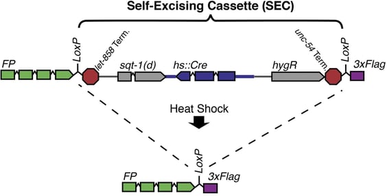 Single injection CRISPR in C. elegans - Fig 1-min