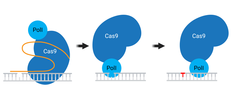 A cartoon schematic of the EvolvR mechanism. See Figure caption for details.