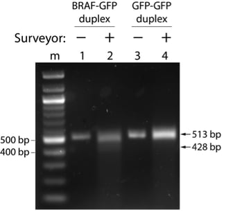 Agarose Surveyor Assay