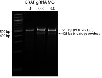 BRAF Edit PAGE Gel