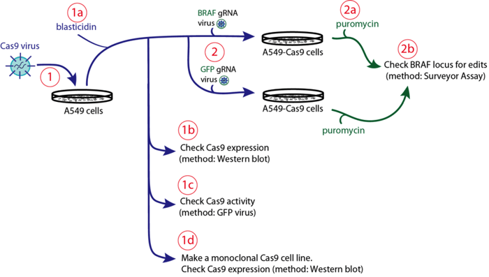 schematic overview of CRISPR/Cas9 gene editing process
