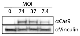 Cas9 A549 Pool Expression