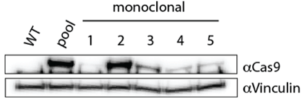 Cas9 Monoclonal Line Expression