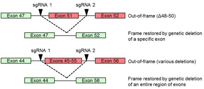 exon skipping strategies for Duchenne muscular dystrophy