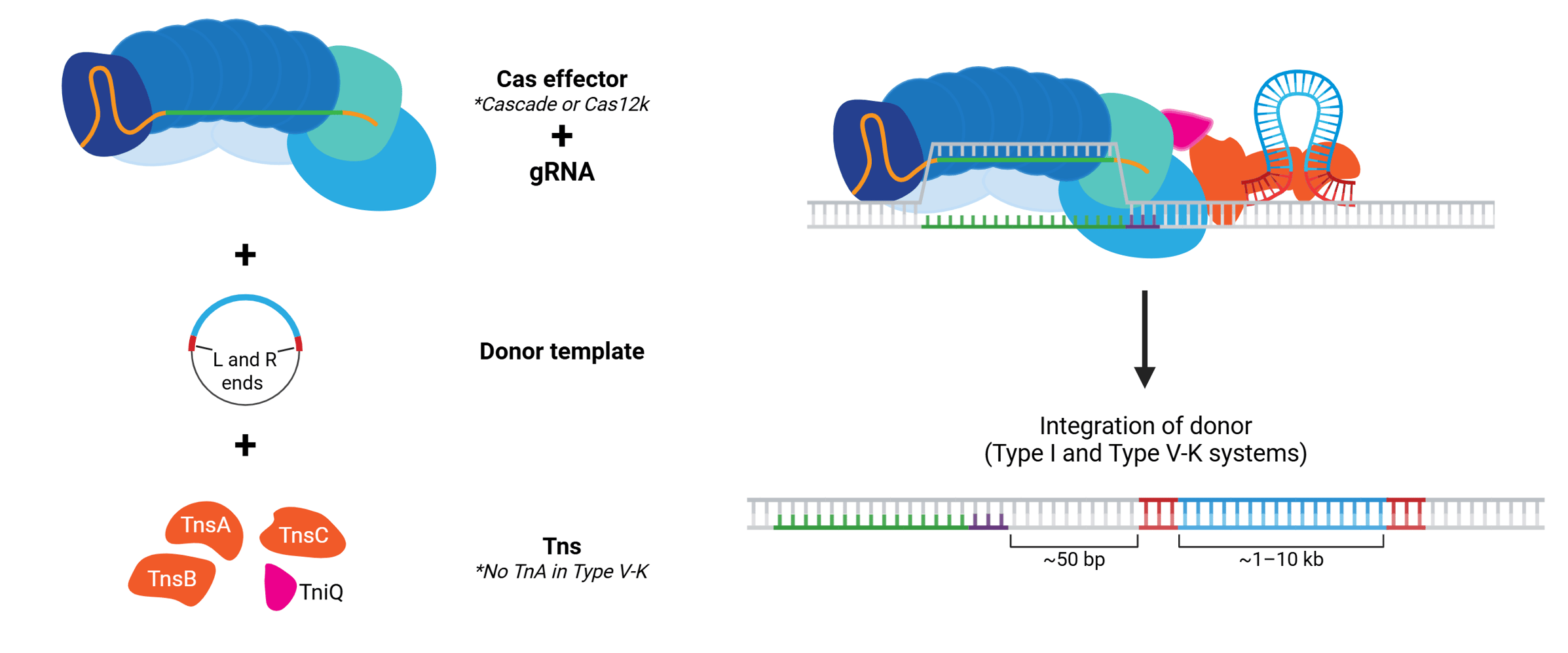 Fake Cast System CASTing Off for New Shores in Human Genome Editing