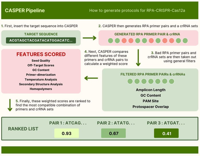 A flowchart titled “CASPER Pipeline: How to generate protocols for RPA-CRISPR-Cas12a.” Five steps are shown:  1. First, insert the target sequence into CASPER. An example DNA sequence is shown.  2. CASPER then generates RPA primer pairs and crRNA sets. These are represented by green and red circles.  3. Bad RPA primer pairs and crRNA sets are then taken out using general filters. Filtered RPA primer pairs and crRNAs are represented by green circles only. Filters include amplicon length, GC content, PAM site, and protospacer overlap.  4. Next, CASPER compares different features of these primers and crRNA pairs to calculate a weighted score. Features scored include seed quality, off-target scores, GC content, primer dimerization, temperature analysis, secondary structure analysis, and homopolymers.  5. Finally, these weighted scores are ranked to find the most compatible combination of primers and crRNA sets. An example ranked list is shown, with sequence pairs displayed alongside scores from 0 to 1.
