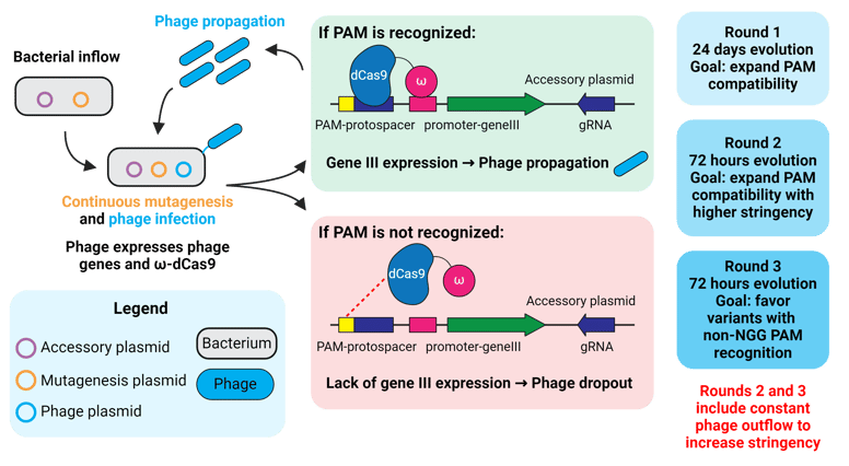 xCas9 directed evolution schematic